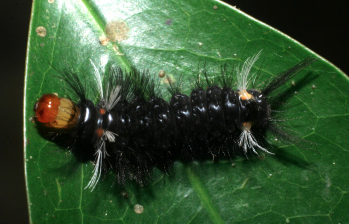 Figura 2. Larva <i>Pachydota saduca</i></i> (Erebidae), tercer estadío (PPU) vista dorsal, localidad Camino Pozo Tres Sector Mundo Nuevo ACG (733m). Voucher: 08-SRNP-57457-DHJ442985.jpg.