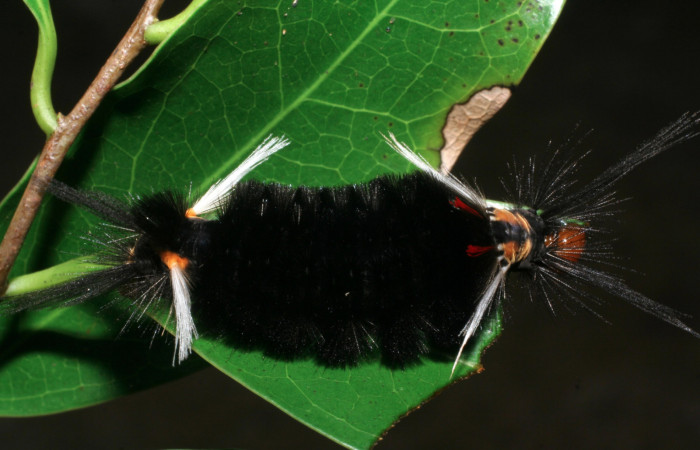 Figura 4. Larva <i>Pachydota saduca</i></i> (Erebidae), último estadío (U) vista dorsal, localidad Camino Pozo Tres Sector Mundo Nuevo ACG (733m). Voucher: 08-SRNP-57458-DHJ442989.jpg.