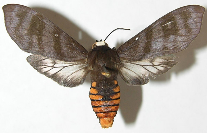 Figura 1. Adulto de <i>Pachydota saduca</i></i> (Erebidae), vista dorsal, localidad Portón Rivas Sector Mundo Nuevo ACG (570m). Voucher: 08-SRNP-57635-DHJ505162.jpg.