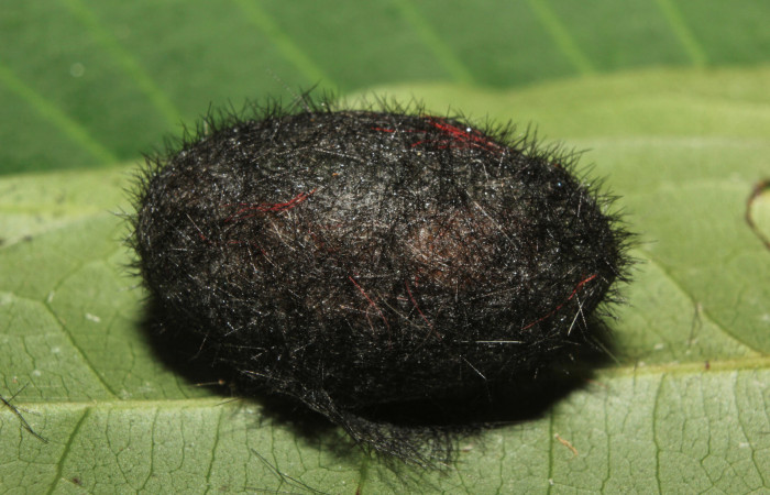 Figura 5. Capullo de <i>Pachydota saduca</i></i> (Erebidae), vista dorsal, localidad Gazo Sector Pitilla ACG (485m). Voucher: 14-SRNP-70668-DHJ722736.jpg.