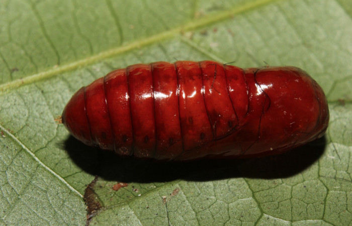 Figura 6. Pupa de <i>Pachydota saduca</i></i> (Erebidae), vista dorsal, localidad Gazo Sector Pitilla ACG (485m). Voucher: 14-SRNP-70668-DHJ722745.jpg.
