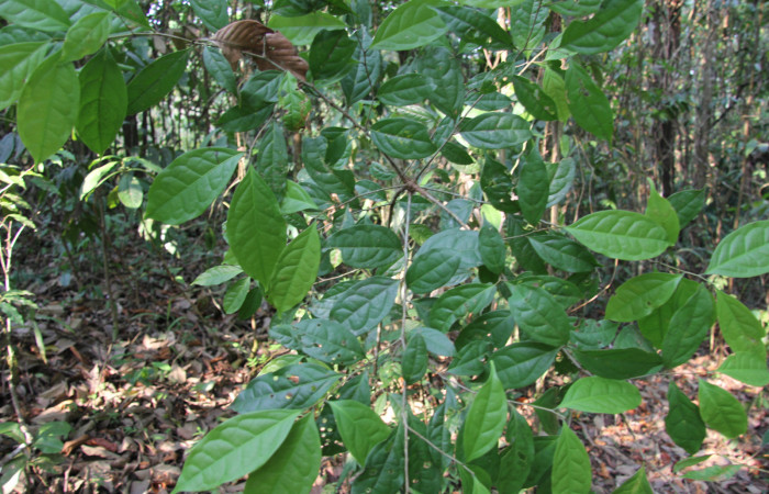 Figura 11. Planta hospedera de <i>Pachydota saduca</i></i> (Erebidae), esta planta se llama <i>Nectandra umbrosa</i></i> (Lauraceae), localidad Sendero Manguera Estación Biológica Quica Sector Pitilla ACG (470m).