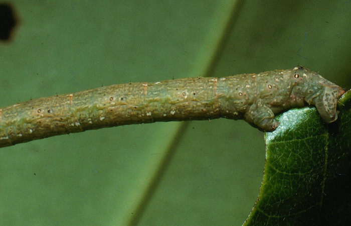 Figura 10.Lateral parte posterior <i>Glena</i></i> Janzen05 (Geometridae).Sector San Cristobal, Cementerio Viejo, (elevación 570 metros).Colectada 29 julio 2003.(03-SRNP-7551-DHJ74893.jpg).