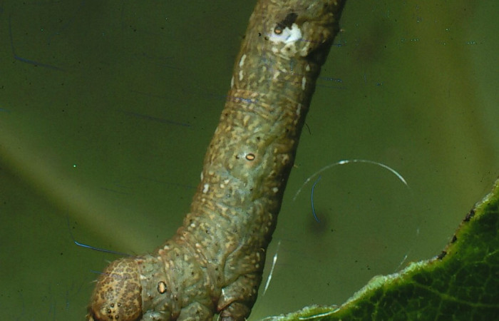 Figura 11.Lateral tórax <i>Glena</i></i> Janzen05 (Geometridae).Sector San Cristóbal, Cementerio Viejo, (elevación 570 metros).Colectada 29 julio 2003.(03-SRNP-7551-DHJ74895.jpg).