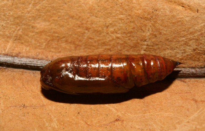 Figura 12. Pupa  <i>Glena</i></i> Janzen05 (Geometridae).Sector Pitilla, Medrano, (elevación 380 metros). 17 febrero 2014. (14-SRNP-70397-DHJ722261.jpg).