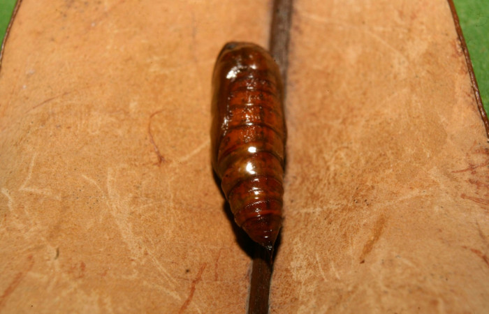 Figura 13. Pupa  <i>Glena</i></i> Janzen05 (Geometridae).Sector Pitilla, Medrano, (elevación 380 metros). 17 febrero 2014. (14-SRNP-70397-DHJ722263.jpg).