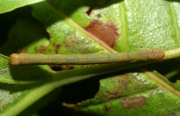 Figura 14. Dorsal entero <i>Glena</i></i> Janzen05 (Geometridae). Sector Pitilla, Casa Roberto, (elevación 520 metros). Colectada 1 julio 2007. (07-SRNP-32662-DHJ433602.jpg).