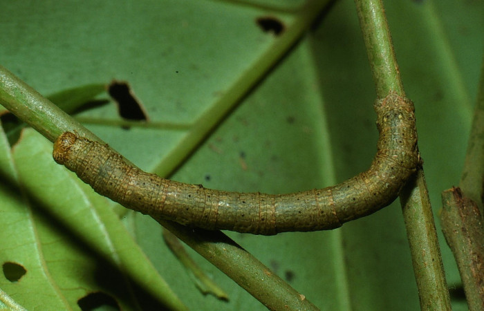 Figura 15. Dorsal entero <i>Glena</i></i> Janzen04 (Geometridae). Sector San Cristobal, Sendero Carmona, (elevación 670 metros). Colectada 29 julio 2003. (03-SRNP-7534-DHJ74842.jpg).