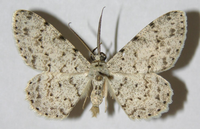 Figura 16. Adulto de <i>Glena</i></i> Janzen04 (Geometridae), posición dorsal. (05-SRNP-32326-DHJ356804).