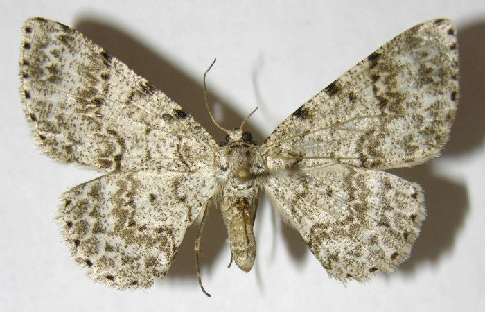 Figura 17. Adulto de <i>Glena</i></i> Janzen05 (Geometridae), posición dorsal. (06-SRNP-31386-DHJ344516).