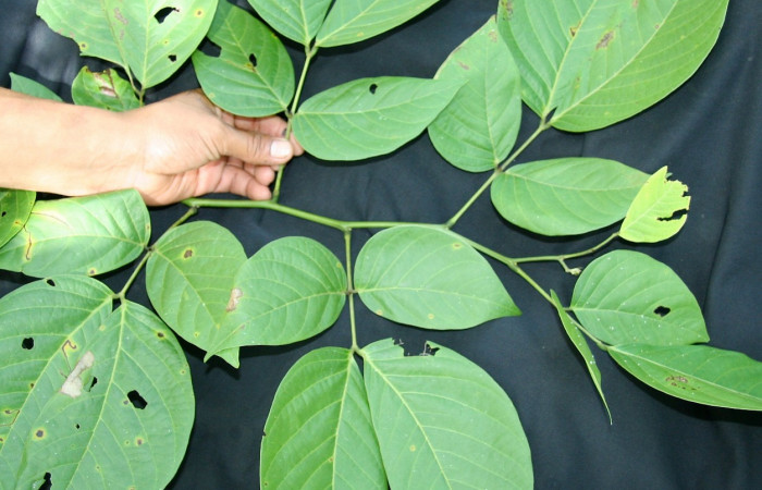 Figura 18. Planta hospedera de larva <i>Glena</i></i> Janzen05, (Geometridae), <i>Senna papillosa</i></i>, (Fabaceae), posición hojas. Foto Jorge Hernández, 19 Agosto 2008.