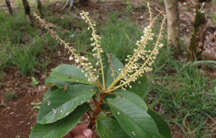 Figura 19. Planta hospedera de larva <i>Glena</i></i> Janzen04, (Geometridae), <i>Clethra lanata</i></i> (Clethraceae), posición hojas y flores. Foto Jorge Hernández, 6 Junio 2020.