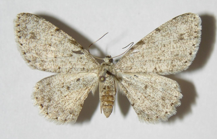 Figura 1. Adulto de <i>Glena</i></i> Janzen05 (Geometridae), macho, posición dorsal. (03-SRNP-11564-DHJ326258.jpg).