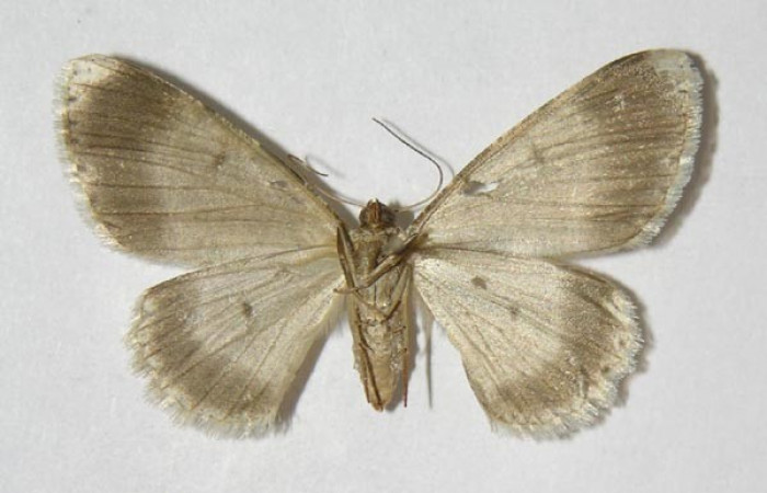 Figura 2. Adulto de <i>Glena</i></i> Janzen05 (Geometridae), macho, posición ventral. (03-SRNP-11564-DHJ326259.jpg).