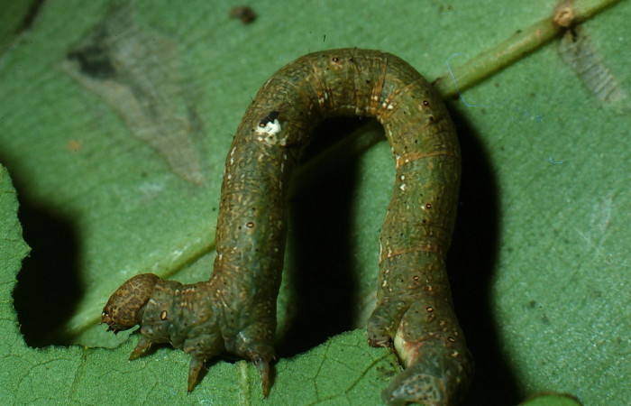 Figura 3.Lateral entero <i>Glena</i></i> Janzen05 (Geometridae).Sector San Cristóbal, Cementerio Viejo, (elevación 570 metros).Colectada 29 julio 2003.(03-SRNP-7551-DHJ74896.jpg).