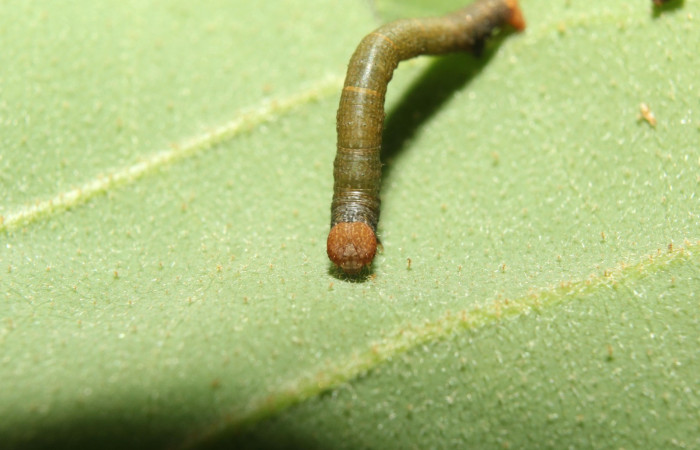 Figura 4. Cabeza <i>Glena</i></i> Janzen05 (Geometridae).Sector Pitilla, Sendero Manguera, (elevación 470 metros).Colectada 7 abril 2017.(17-SRNP-70883-DHJ737362.jpg).