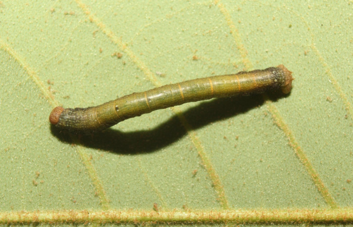Figura 5. Dorsal central <i>Glena</i></i> Janzen05 (Geometridae).Sector Pitilla, Sendero Manguera, (elevación 470 metros).Colectada 7 abril 2017.(17-SRNP-70883-DHJ737372.jpg).