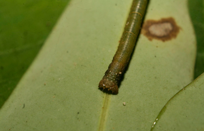 Figura 6. Parte posterior <i>Glena</i></i> Janzen05 (Geometridae).Sector Pitilla, Medrano, (elevación 380 metros).Colectada 17 febrero 2014.(14-SRNP-70397-DHJ722073.jpg).
