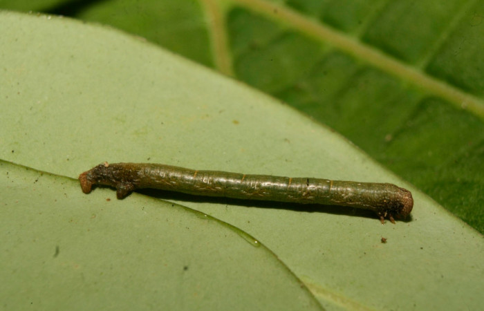 Figura 7.lateral entero <i>Glena</i></i> Janzen05 (Geometridae).Sector San Cristobal, Cementerio Viejo, (elevación 570 metros).Colectada 29 julio 2003.(03-SRNP-7551-DHJ74896.jpg).