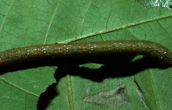 Figura 8.Dorsal entero <i>Glena</i></i> Janzen05 (Geometridae).Sector San Cristobal, Cementerio Viejo, (elevación 570 metros).Colectada 29 julio 2003.(03-SRNP-7551-DHJ74887.jpg).