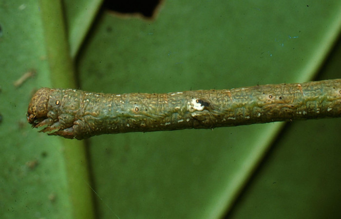Figura 9.Lateral tórax <i>Glena</i></i> Janzen05 (Geometridae).Sector San Cristobal, Cementerio Viejo, (elevación 570 metros).Colectada 29 julio 2003.(03-SRNP-7551-DHJ74892.jpg).