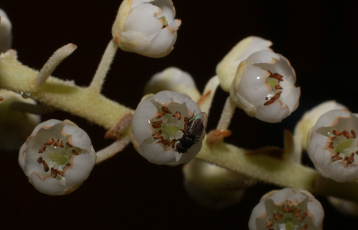 Figura.10 Flor de frente, <i>Clethra lanata</i></i>, (Clethraceae). Area de Conservación Guanacaste, Sector Rincón Rain Forest, Estación Leiva, Sendero Jacobo, (elevación 461 metros), colectada el 6 de junio 2020. Foto, Jorge Hernández.