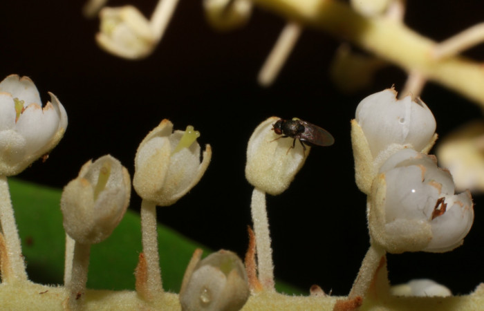 Figura.11 Flor lateral, <i>Clethra lanata</i></i>, (Clethraceae). Area de Conservación Guanacaste, Sector Rincón Rain Forest, Estación Leiva, Sendero Jacobo, (elevación 461 metros), colectada el 6 de junio 2020. Foto, Jorge Hernández. 
