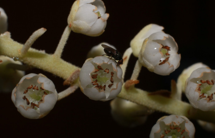 Figura.12 Flor de frente, <i>Clethra lanata</i></i>, (Clethraceae). Area de Conservación Guanacaste, Sector Rincón Rain Forest, Estación Leiva, Sendero Jacobo, (elevación 461 metros), colectada el 6 de junio 2020. Foto, Jorge Hernández