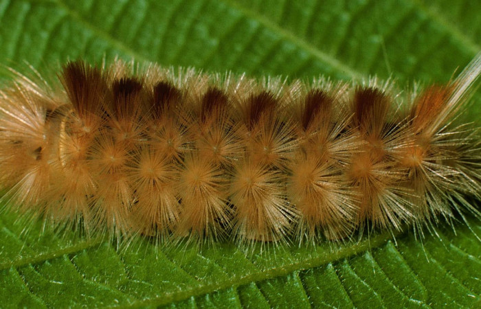 Figura. 13 Larva <i>Symphlebia ipsea</i></i> (Erebidae), posición dorsal alimentándose en <i>Clethra lanata</i></i>, (Clethraceae). (99-SRNP-282-DHJ50097.jpg).