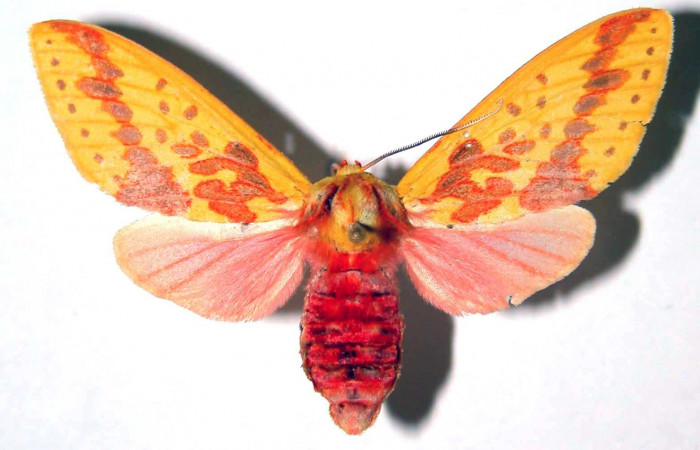 Figura 14. Adulto <i>Symphlebia ipsea</i></i> (Erebidae), vista dorsal. (96-SRNP-10100-DHJ39096).