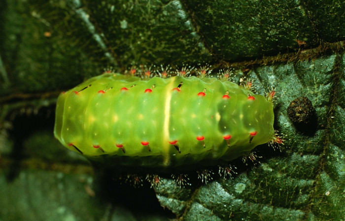 Figura. 15 Larva <i>Natada lalogamezi</i></i> (Limacodidae), posición dorsal alimentándose en <i> Clethra lanata</i></i>, (Clethraceae). (02-SRNP-708-DHJ64386.jpg).