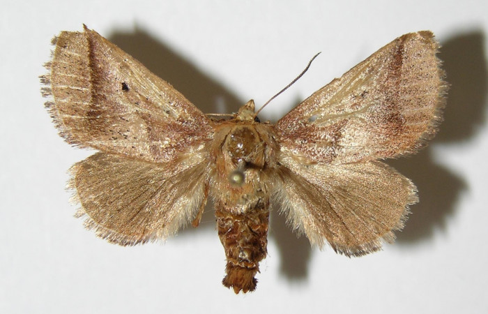 Figura 16. Adulto <i>Natada lalogamezi</i></i> (Limacodidae), vista dorsal. (96-SRNP-10100-DHJ39096).