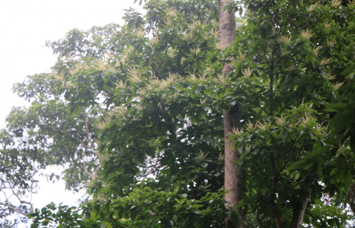 Figura.1 Habitat, <i>Clethra lanata</i></i>, (Clethraceae). Area de Conservación Guanacaste, Sector Rincón Rain Forest, Estación leiva, Sendero Jacobo, (elevación 461 metros) colectada el 6 de junio 2020. Foto, Jorge Hernández.