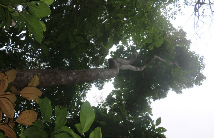 Figura.2 Habitat, <i>Clethra lanata</i></i>, (Clethraceae). Area de Conservación Guanacaste, Sector Rincón Rain Forest, Estación leiva, Sendero Jacobo, (elevación 461 metros) colectada el 6 de junio 2020. Foto, Jorge Hernández.