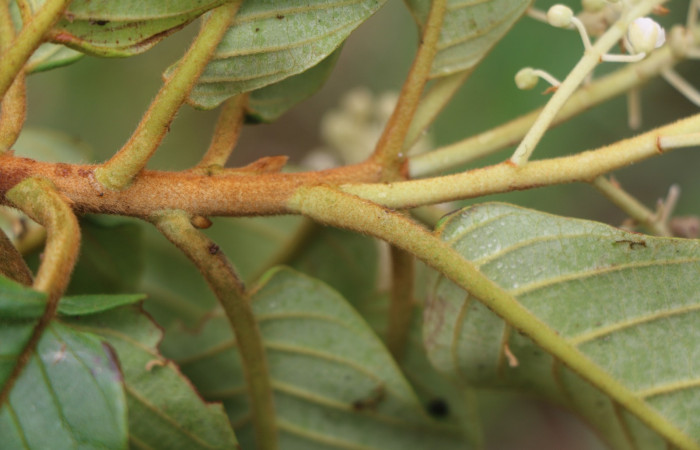 Figura.3 Posición de Hojas, <i>Clethra lanata</i></i> , (Clethraceae). Area de Conservación Guanacaste, Sector Rincón Rain Forest, Estación Leiva, Sendero Jacobo, (elevación 461 metros), colectada el 6 de junio 2020. Foto, Jorge Hernández.