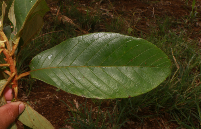 Figura.4 Hoja haz, <i>Clethra lanata</i></i>, (Clethraceae). Area de Conservación Guanacaste, Sector Rincón Rain Forest, Estación Leiva, Sendero Jacobo, (elevación 461 metros), colectada el 6 de junio 2020. Foto, Jorge Hernández.