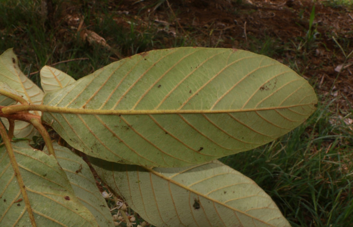 Figura.5 Hoja envés, <i>Clethra lanata</i></i>, (Clethraceae). Area de Conservación Guanacaste, Sector Rincón Rain Forest, Estación leiva, Sendero Jacobo, (elevación 461 metros), colectada el 6 de junio 2020. Foto, Jorge Hernández.