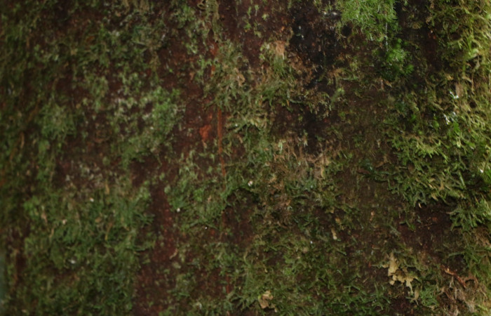 Figura.6 Corteza,<i>Clethra lanata</i></i>, (Clethraceae). Area de Conservación Guanacaste, Sector Rincón Rain Forest, Estación Leiva, Sendero Jacobo, (elevación 461 metros), colectada el 6 de junio 2020. Foto, Jorge Hernández.