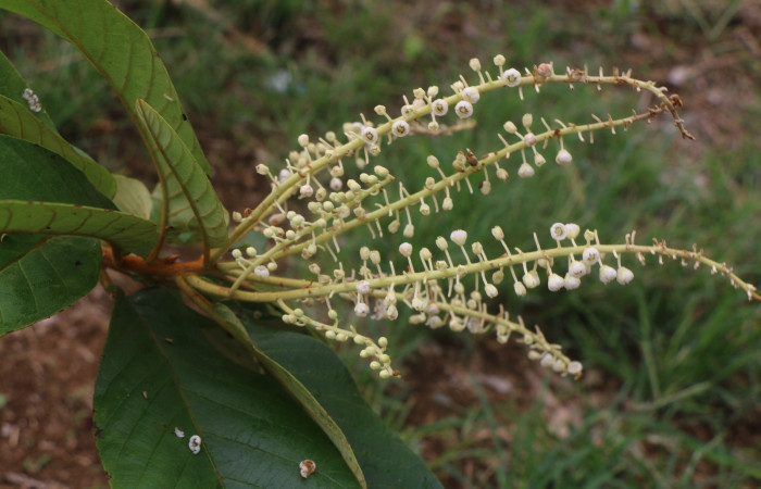 Figura.7 Flor en racimo, <i>Clethra lanata</i></i>, (Clethraceae). Area de Conservación Guanacaste, Sector Rincón Rain Forest, Estación Leiva, Sendero Jacobo, (elevación 461 metros), colectada el 6 de junio 2020. Foto, Jorge Hernández.
