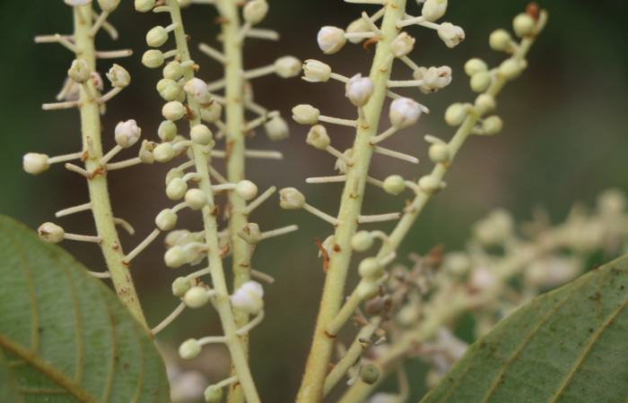 Figura.8 Flor racimo, <i>Clethra lanata</i></i>, (Clethraceae). Area de Conservación Guanacaste, Sector Rincón Rain Forest, Estación Leiva, Sendero Jacobo, (elevación 461 metros), colectada el 6 de junio 2020. Foto, Jorge Hernández.
