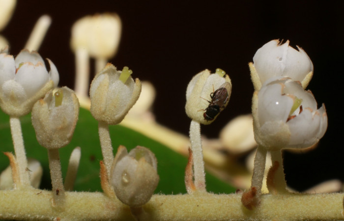 Figura.9 Flor lateral, <i>Clethra lanata</i></i>, (Clethraceae). Area de Conservación Guanacaste, Sector Rincón Rain Forest, Estación Leiva, Sendero Jacobo, (elevación 461 metros), colectada el 6 de junio 2020. Foto, Jorge Hernández.