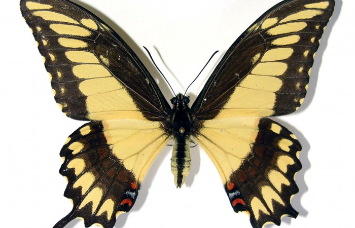 Figura 17. Adulto de <i>Heraclides pallas</i></i> (Papilionidae) macho mide 87 milímetros, posición normal parte enfocada el dorso. Voucher: 02-SRNP-16317-DHJ97422.