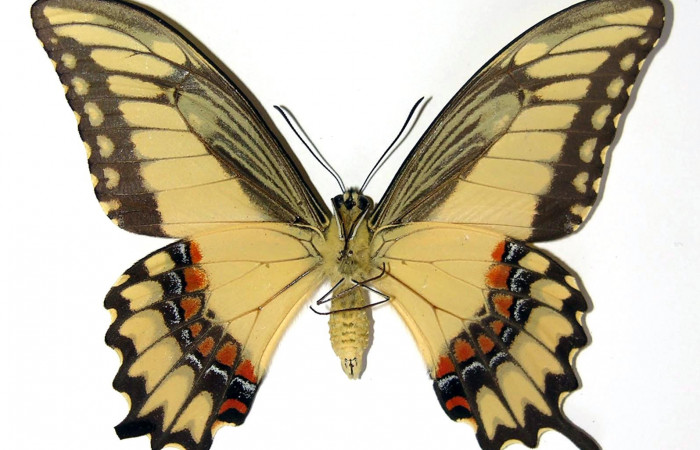 Figura 18. Adulto de <i>Heraclides pallas</i></i> (Papilionidae) macho mide 87 milímetros, posición ventral. Voucher: 02-SRNP-16317-DHJ97423.