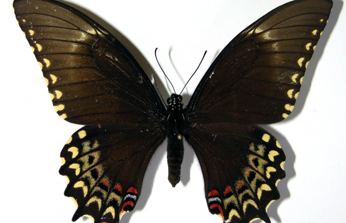 Figura 19. Adulto de <i>Heraclides pallas</i></i> (Papilionidae) hembra mide 89 milímetros, posición normal parte enfocada dorso. Voucher: 02-SRNP-16589-DHJ97418.