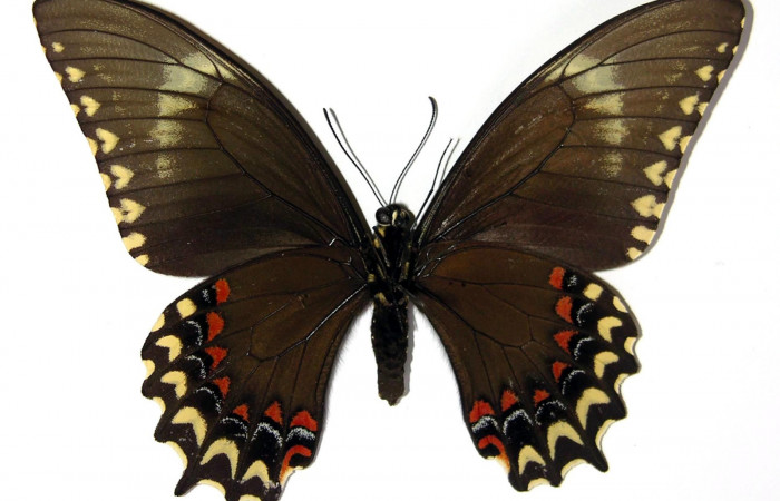 Figura 20. Adulto de <i>Heraclides pallas</i></i> (Papilionidae) hembra mide 89 milímetros, posición normal parte enfocada ventral. Voucher: 02-SRNP-16589-DHJ97419.