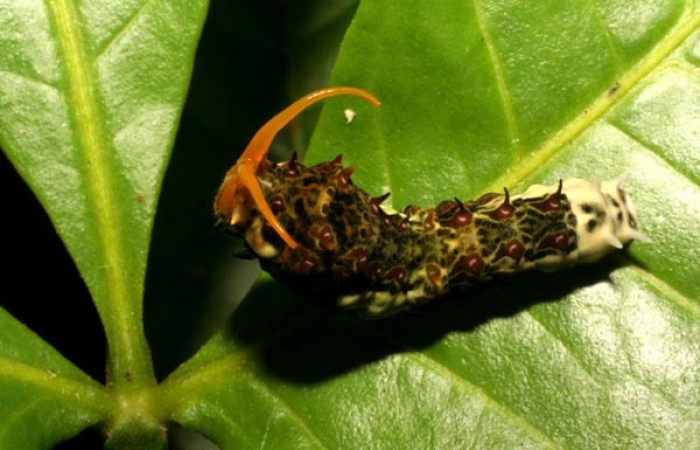 Figura 2. Larva <i>Heraclides tolmides</i></i> (Papilionidae), último estadio posición frontal, mide 37 mm aproximadamente. Planta hospedera <i>Angostura granulosa</i></i> (Rutaceae). Voucher: 05-SRNP-34544-DHJ405952.jpg