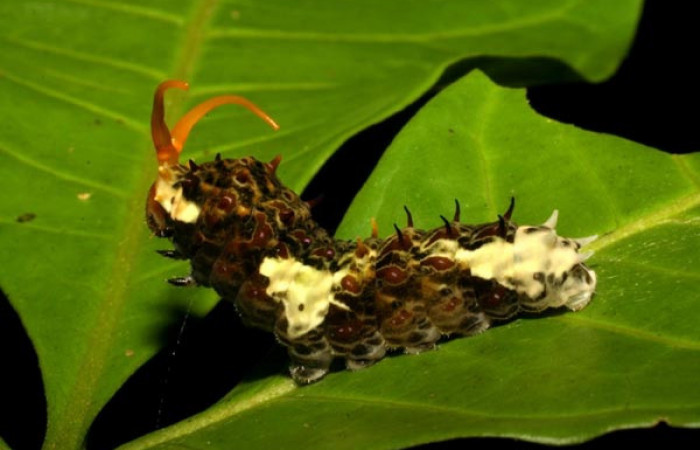 Figura 3. Larva <i>Heraclides tolmides</i></i> (Papilionidae), último estadio posición lateral, mide 37 mm aproximadamente. Planta hospedera <i>Angostura granulosa</i></i> (Rutaceae). Voucher: 05-SRNP-34544-DHJ405953.jpg