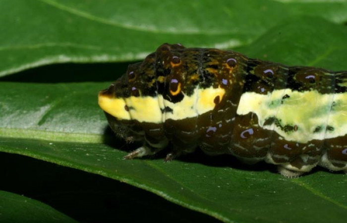 Figura 5. Larva <i>Heraclides pallas</i></i> (Papilionidae), último estadio posición lateral cabeza, mide 55 mm aproximadamente. Planta hospedera <i>Angostura granulosa)</i></i> (Rutaceae). Voucher: 06-SRNP-32089- DHJ413192.jpg. 

