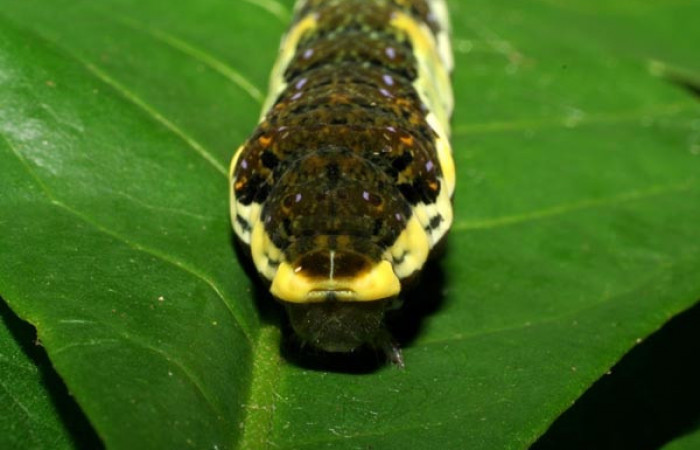 Figura 4. Larva <i>Heraclides pallas</i></i> (Papilionidae), último estadio posición frontal, mide 55 mm aproximadamente. Planta hospedera <i>Angostura granulosa)</i></i> (Rutaceae). Voucher: 06-SRNP-32089- DHJ413193.jpg. 

