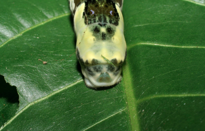 Figura 7. Larva <i>Heraclides pallas</i></i> (Papilionidae), último estadio posición colita, mide 55 mm aproximadamente. Planta hospedera <i>Angostura granulosa)</i></i> (Rutaceae). Voucher: 06-SRNP-32089-DHJ413194.jpg.